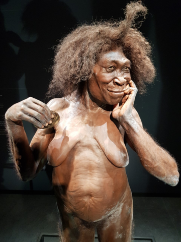 Naturalis-oermama-Homo-erectus